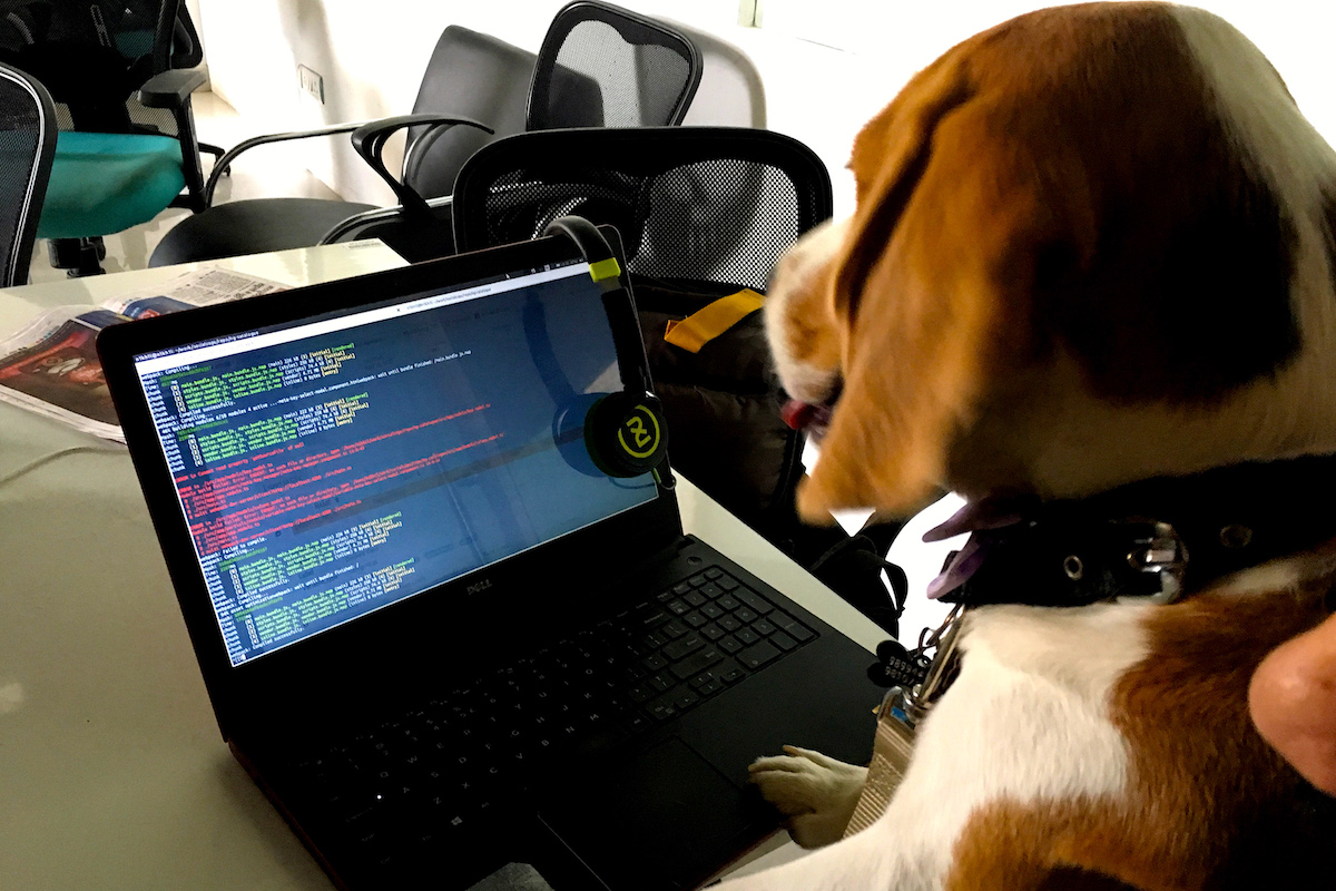 Chester in the office